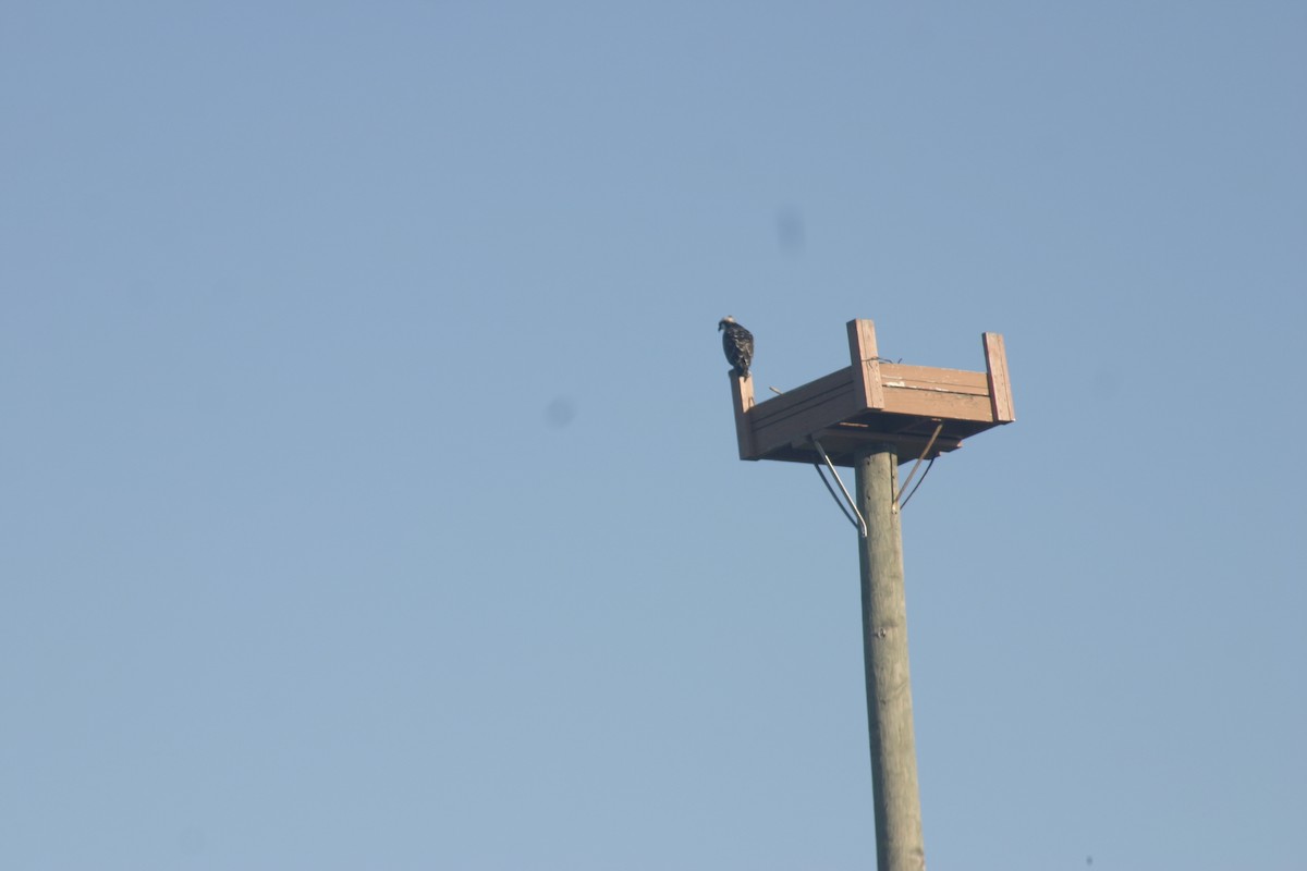 Águila Pescadora - ML645922344