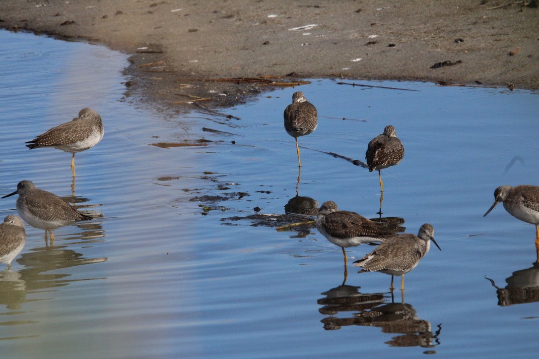 Archibebe Patigualdo Grande - ML645922345