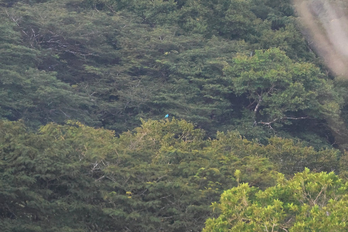 Cotinga Azul - ML645922346