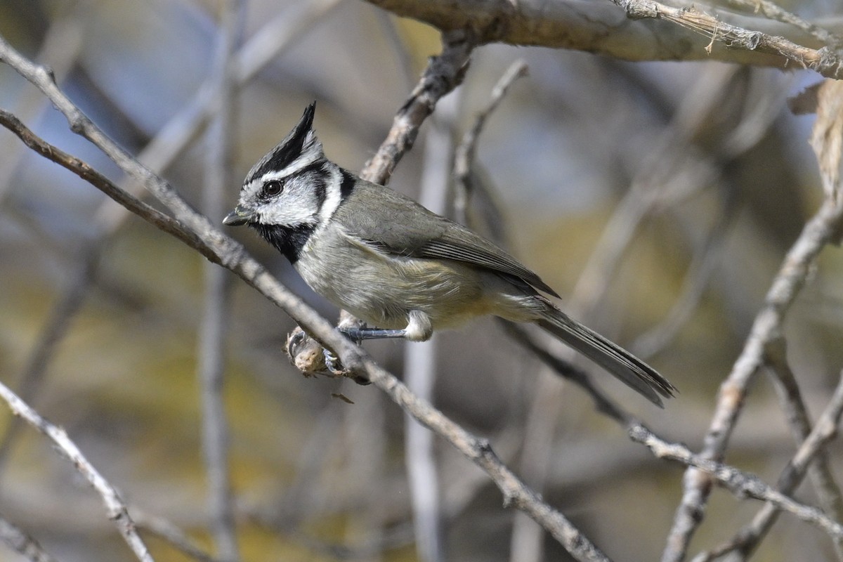 Herrerillo Embridado - ML645922347