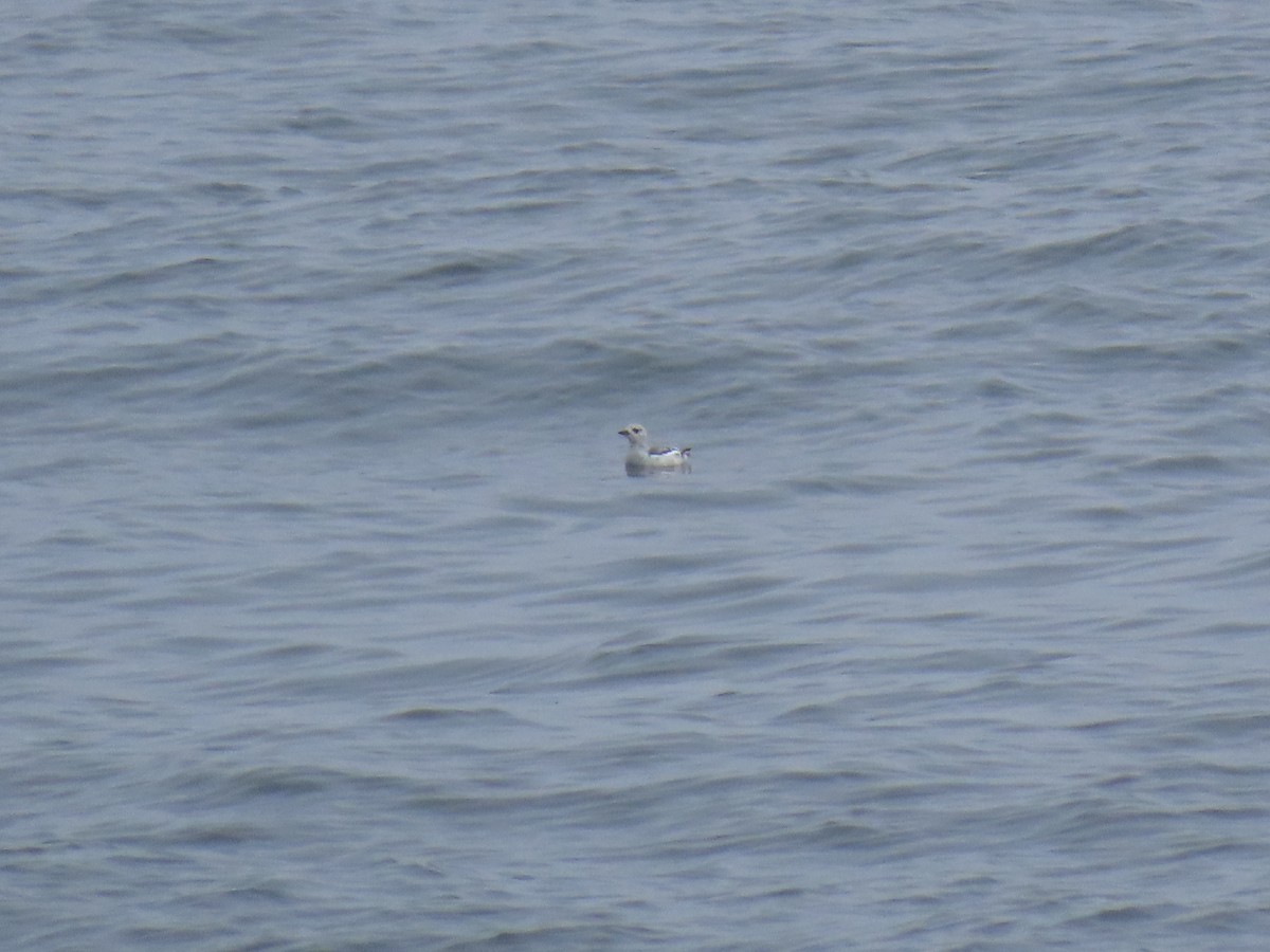 Arao Aliblanco - ML645922348