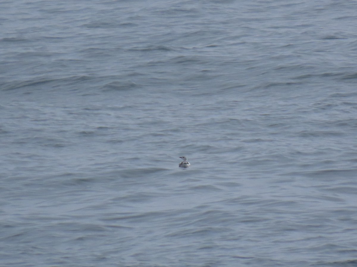 Arao Aliblanco - ML645922349