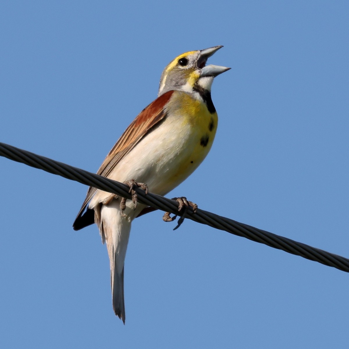 Arrocero - ML645922351