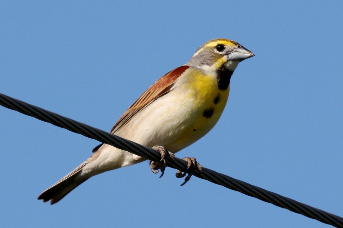 Arrocero - ML645922352