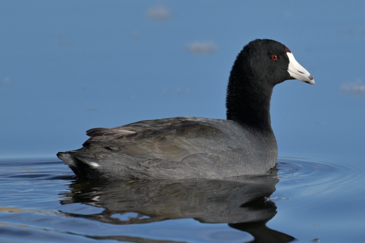 Focha Americana - ML645922353