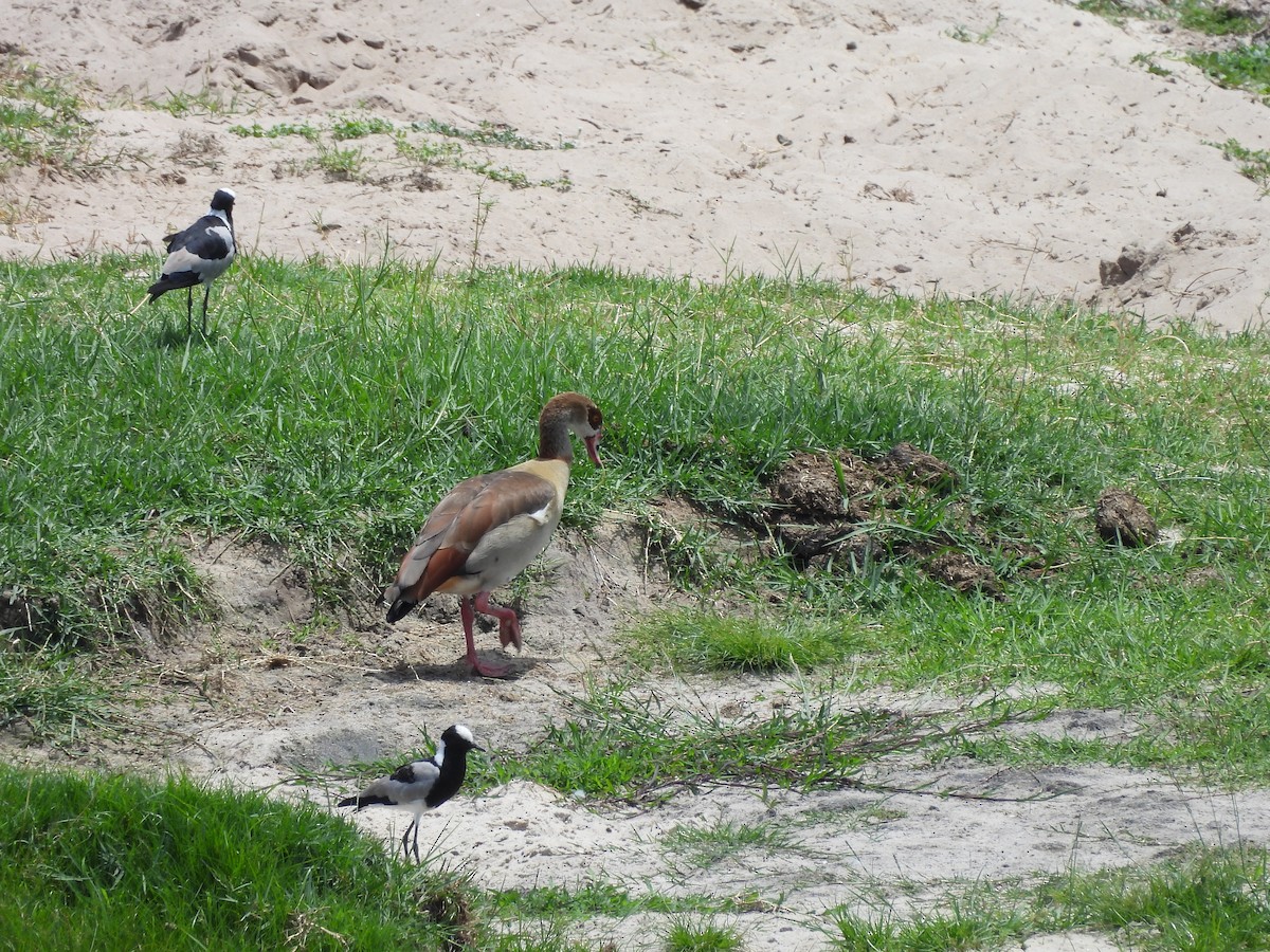 Avefría Armada - ML645922354