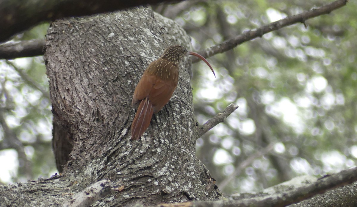 Picoguadaña Piquirrojo - ML645922355