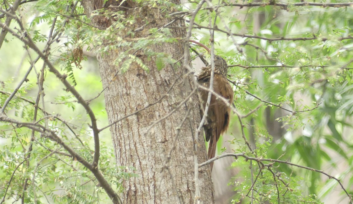 Picoguadaña Piquirrojo - ML645922356