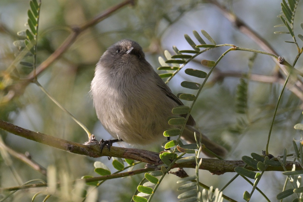 Mito Sastrecillo - ML645922357