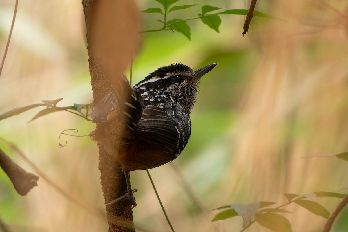 Tiluchí Culipardo - ML645922358