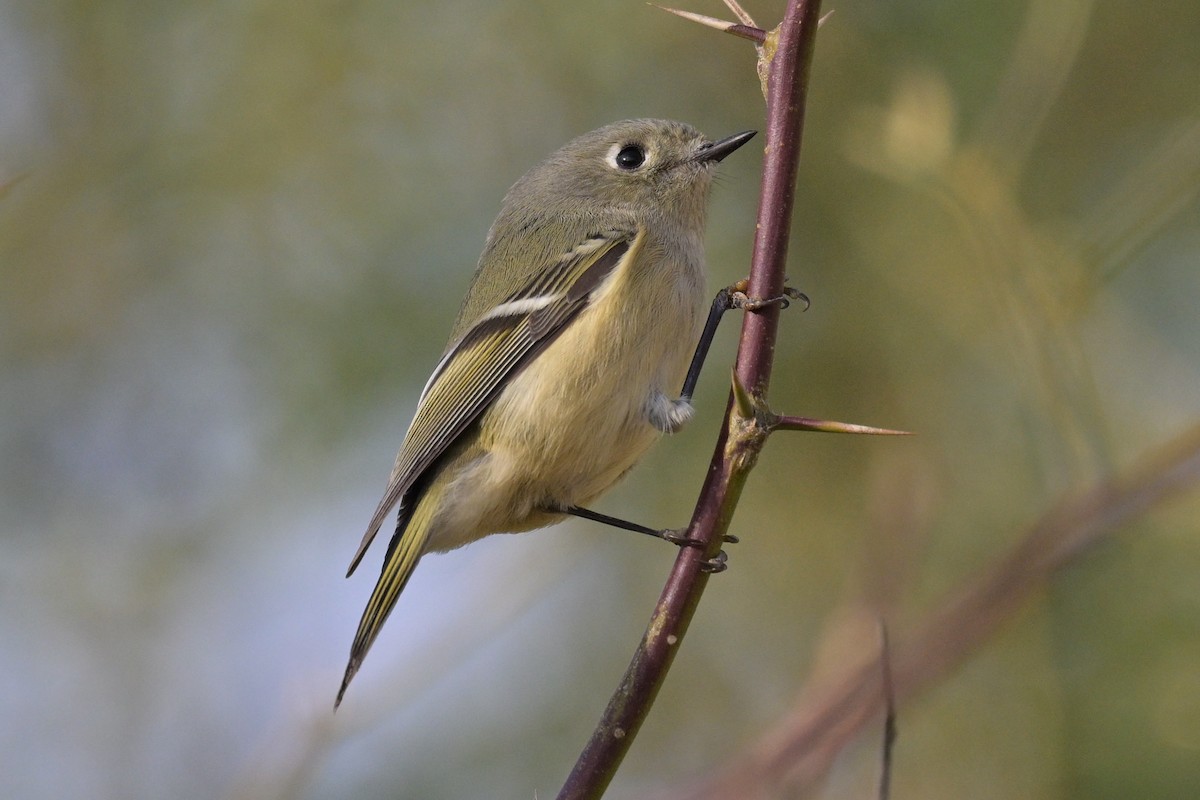 Reyezuelo Rubí - ML645922359