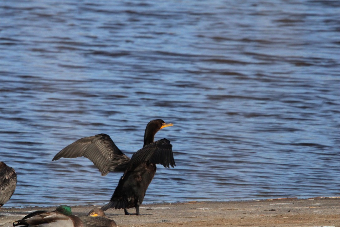 Cormorán Orejudo - ML645922360