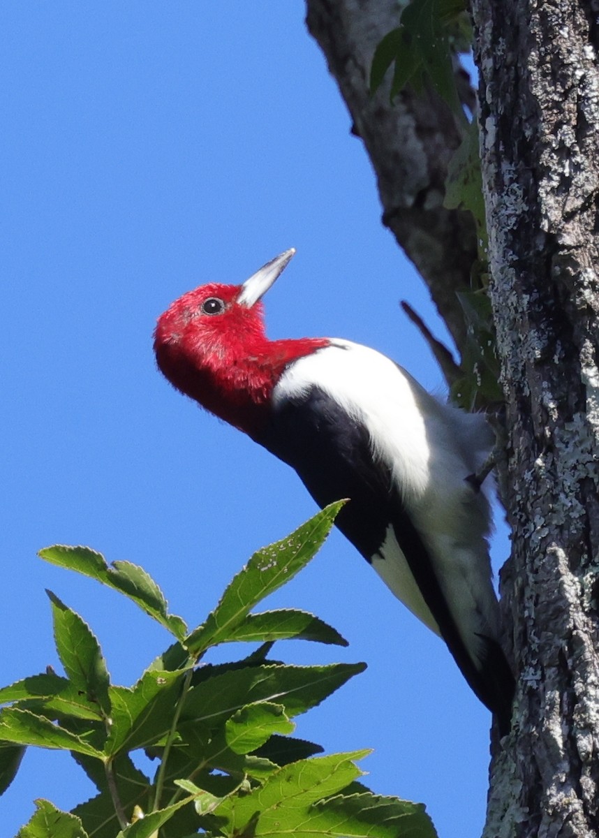 Carpintero Cabecirrojo - ML645922368