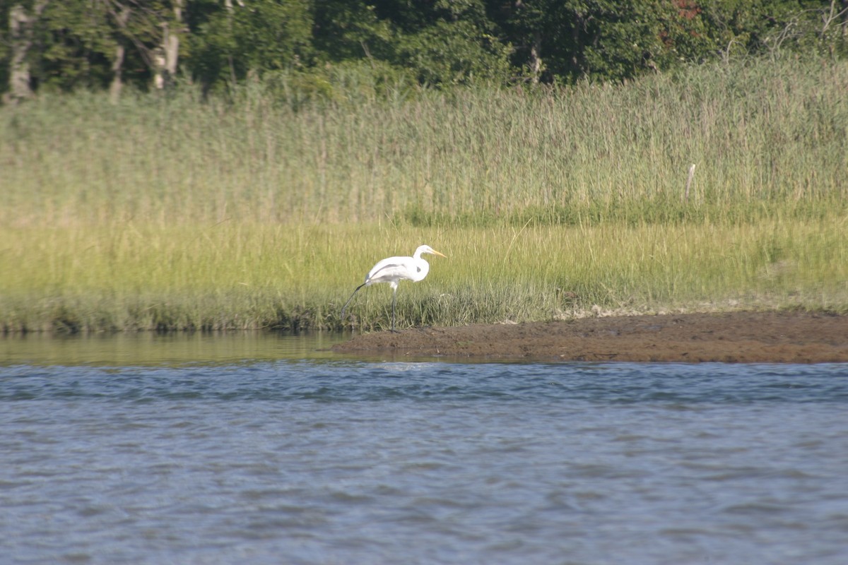 Great Egret - ML645922371