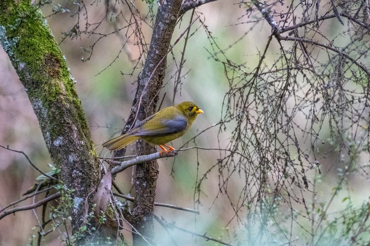 Glockenhonigfresser - ML645922385