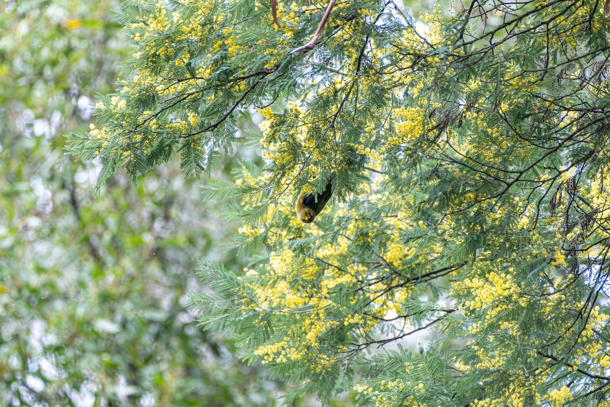 Glockenhonigfresser - ML645922386