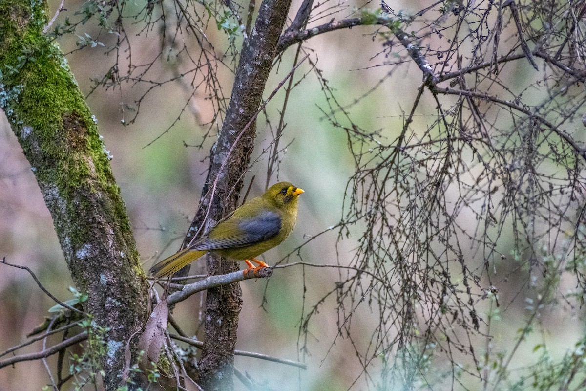 Glockenhonigfresser - ML645922387