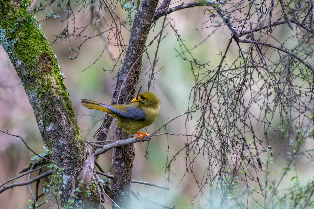 Glockenhonigfresser - ML645922388