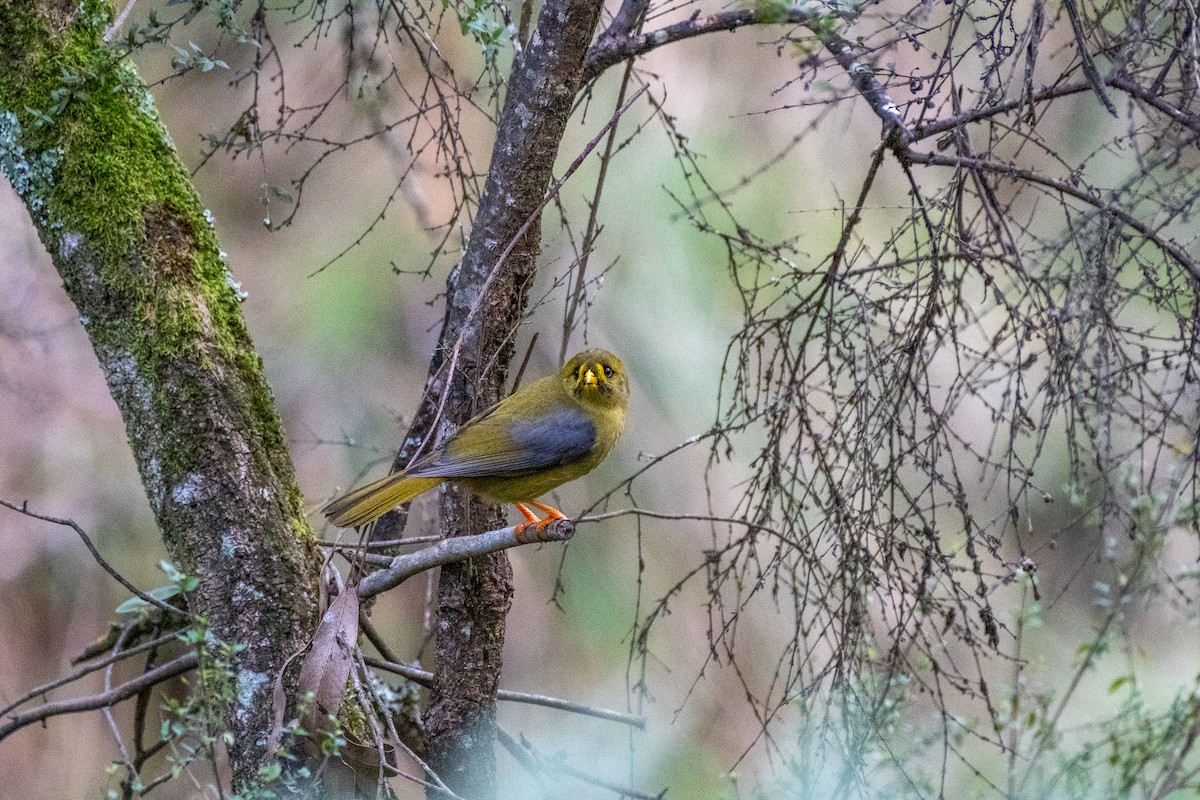 Glockenhonigfresser - ML645922389