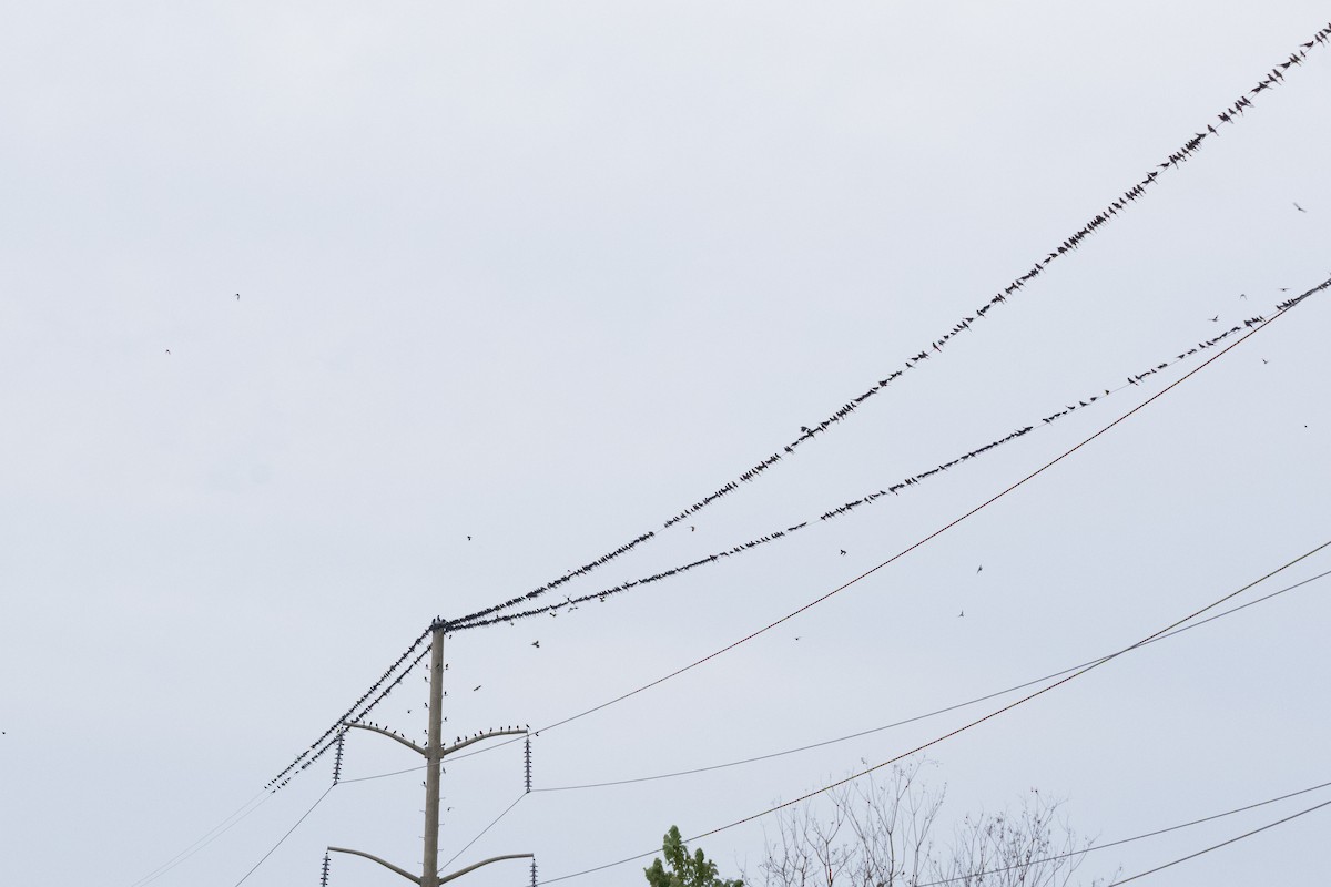 Common Grackle - ML645922393