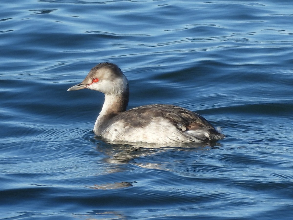 ミミカイツブリ - ML645922399