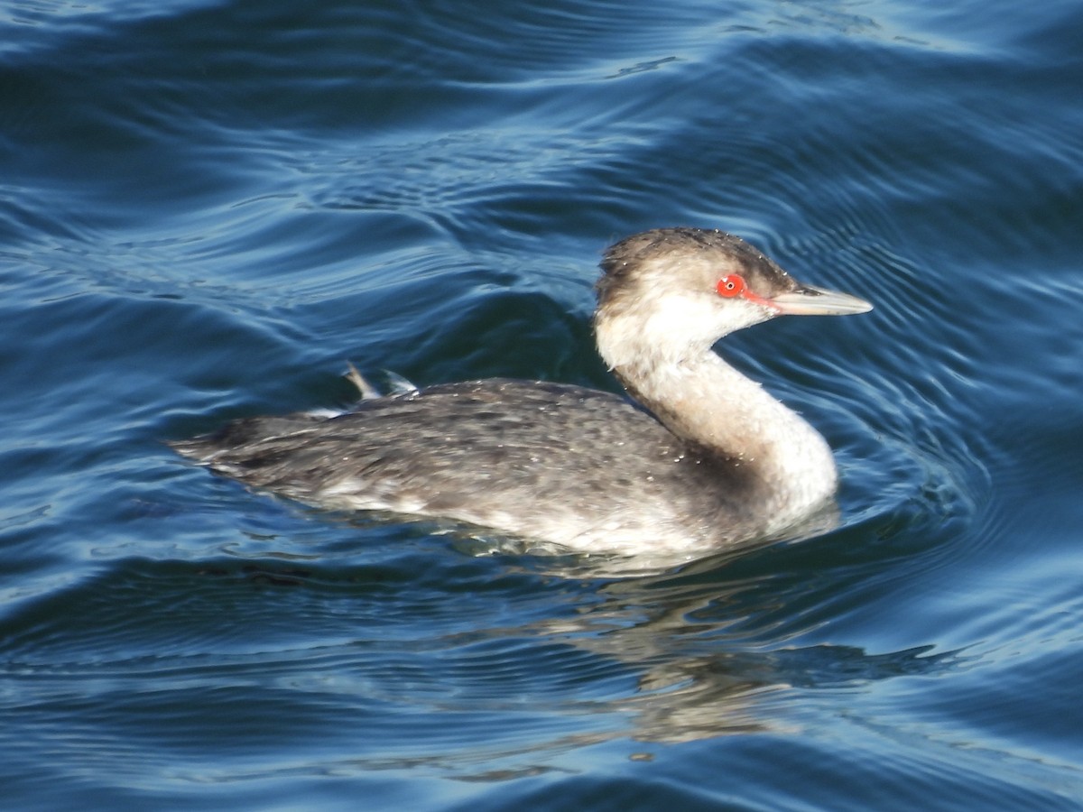 ミミカイツブリ - ML645922400