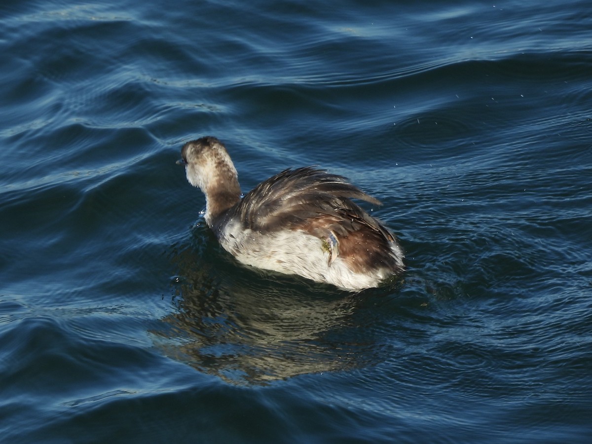 ミミカイツブリ - ML645922401