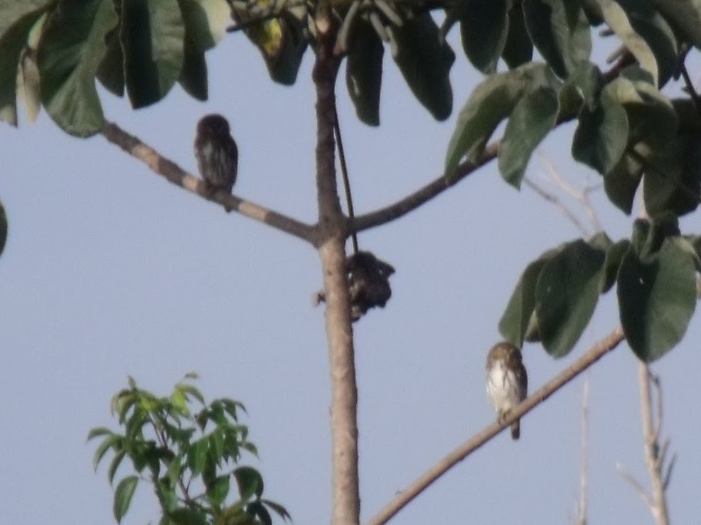 kulíšek brazilský - ML645922404