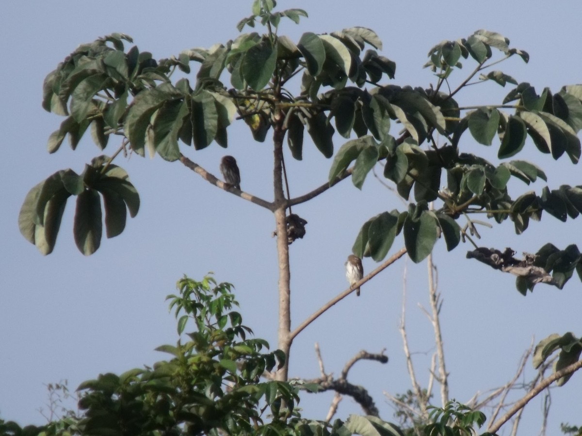 kulíšek brazilský - ML645922405