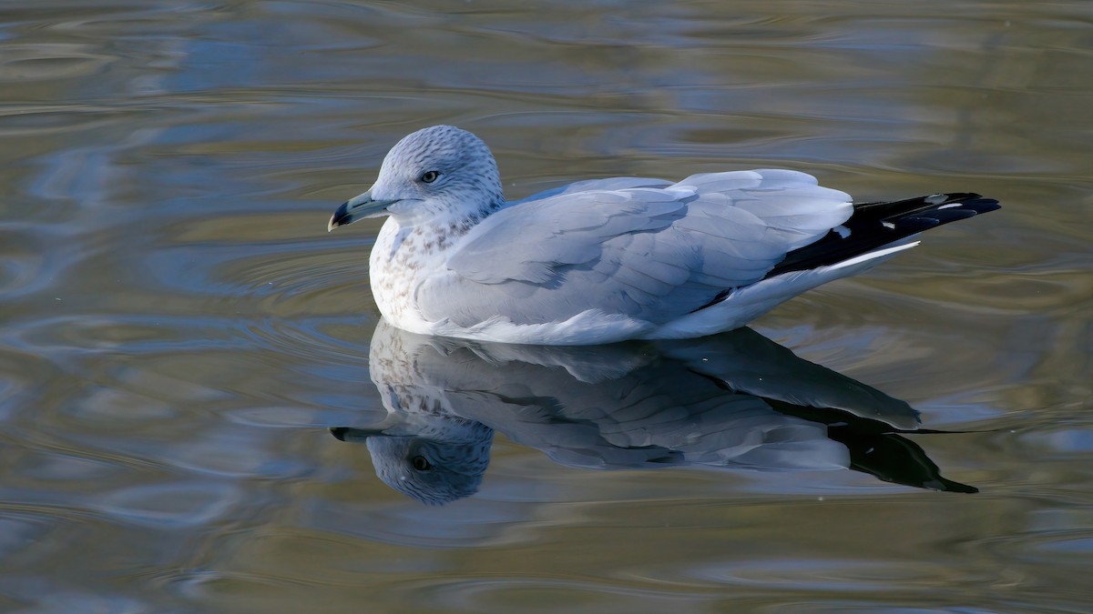 Delawareko kaioa - ML645922414