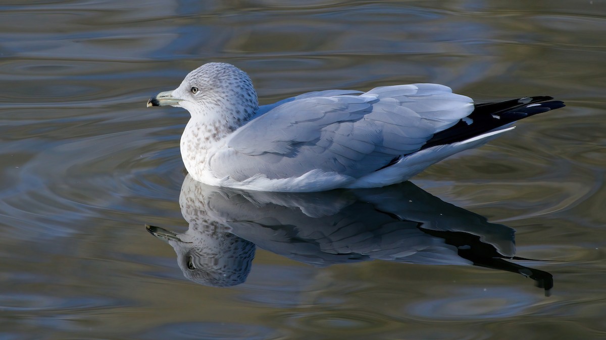 Delawareko kaioa - ML645922415