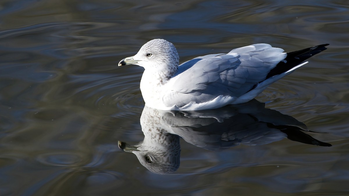 Delawareko kaioa - ML645922416