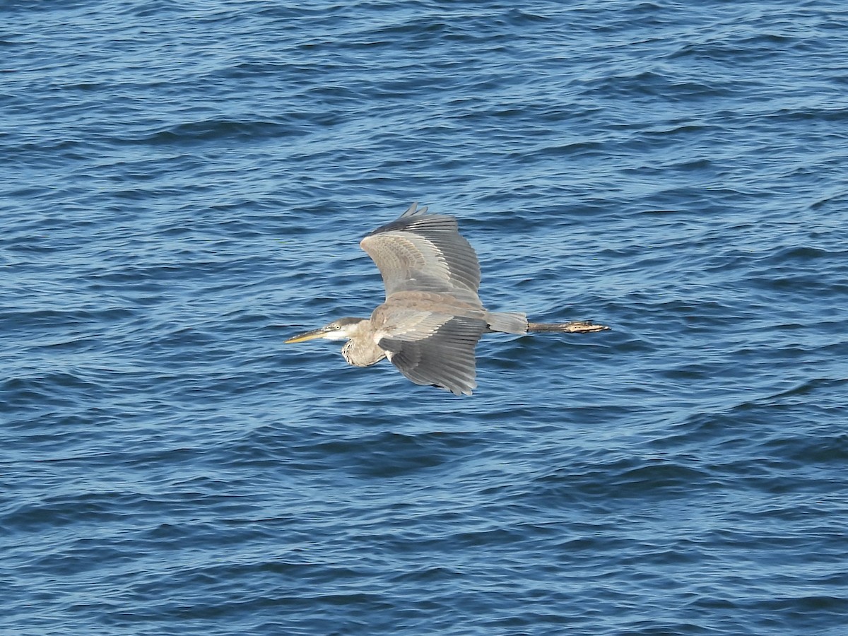 Great Blue Heron - ML645922419