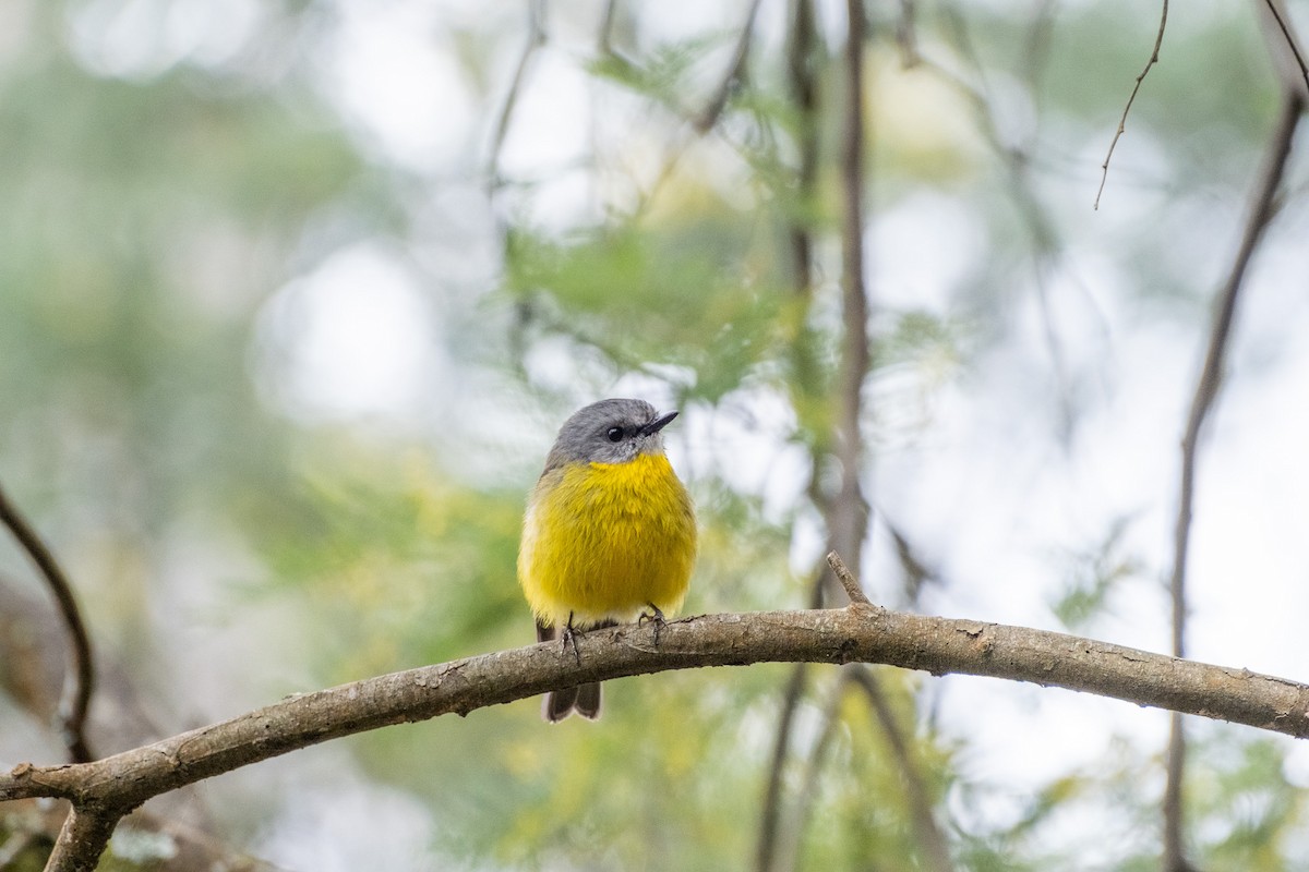 gulbrystflueskvett - ML645922421