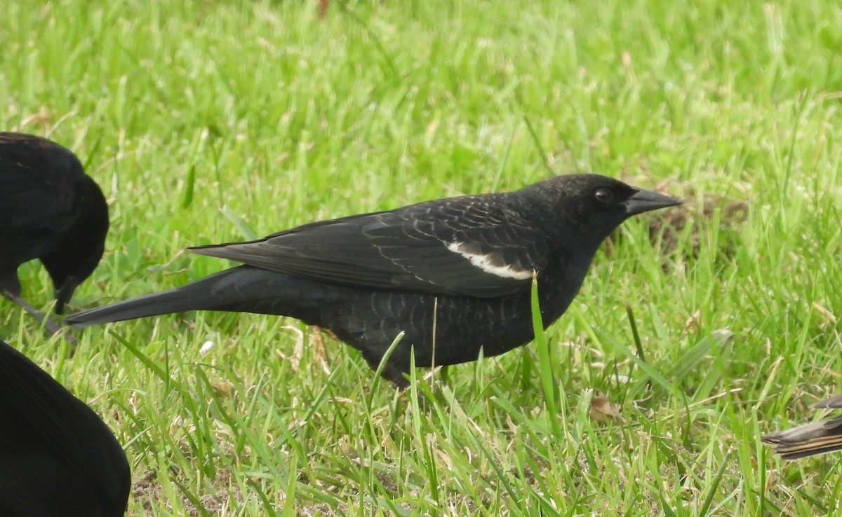 Sargento Tricolor - ML645922423