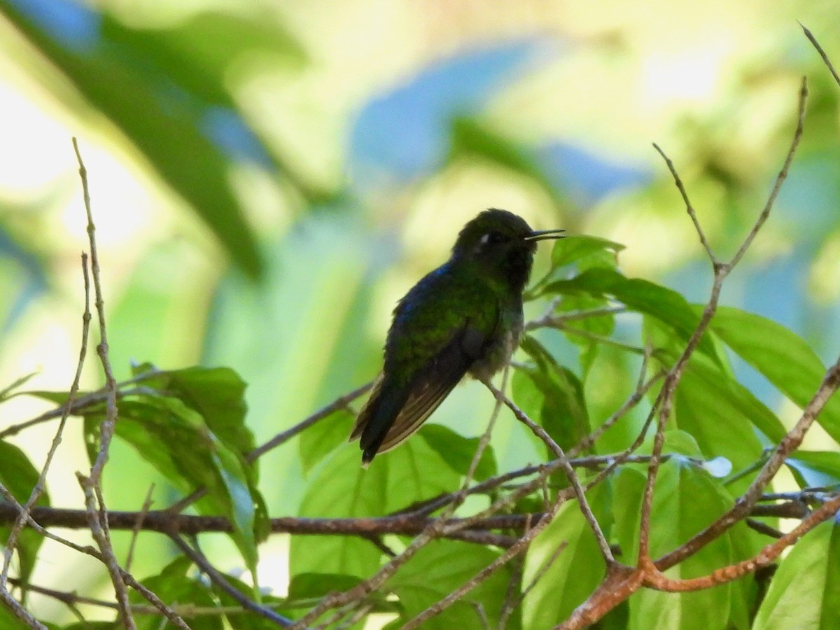 Emerald-chinned Hummingbird - ML645922428