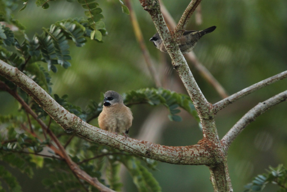 gassermannikin - ML645922429