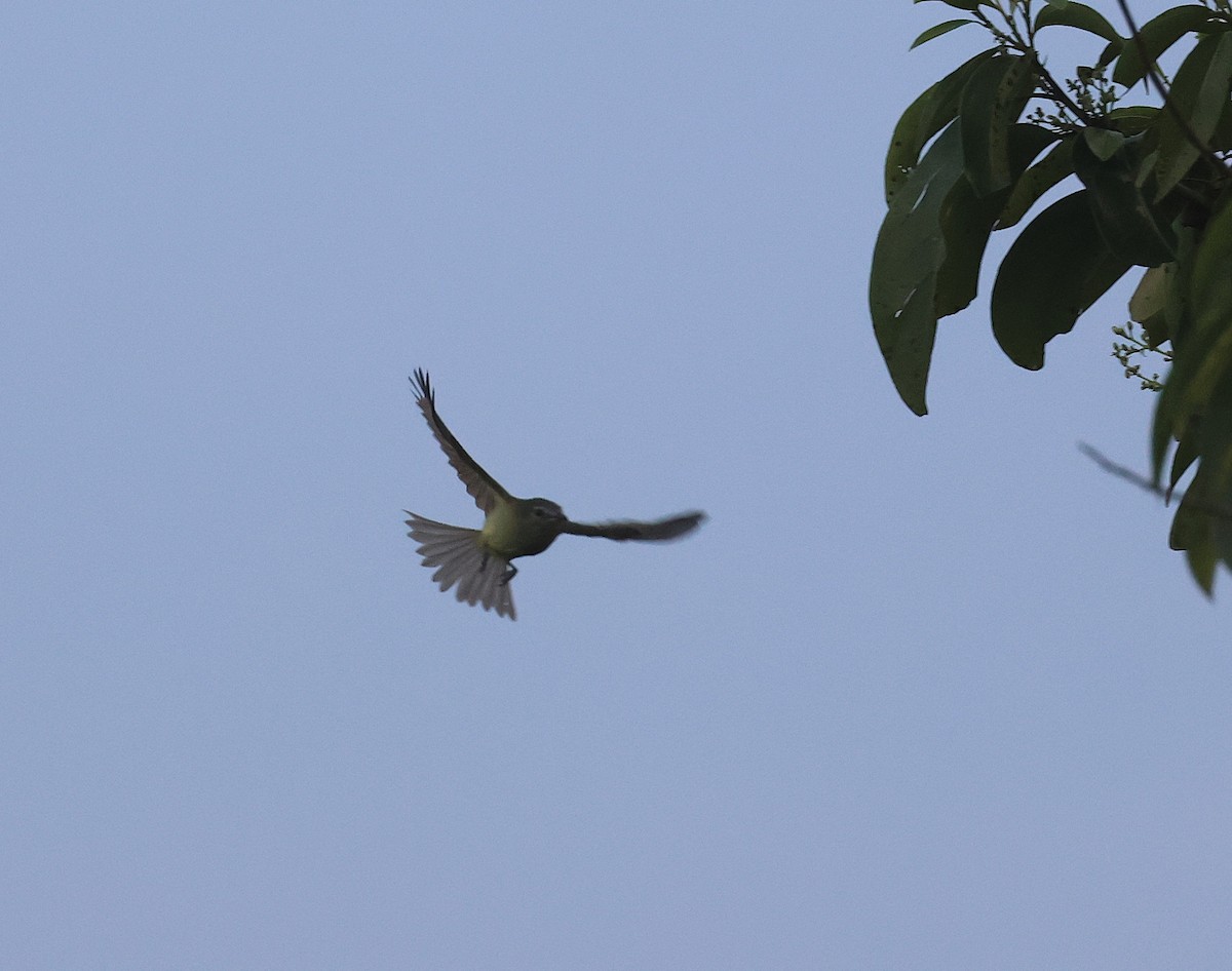 Yellow-winged Flatbill - ML645922433