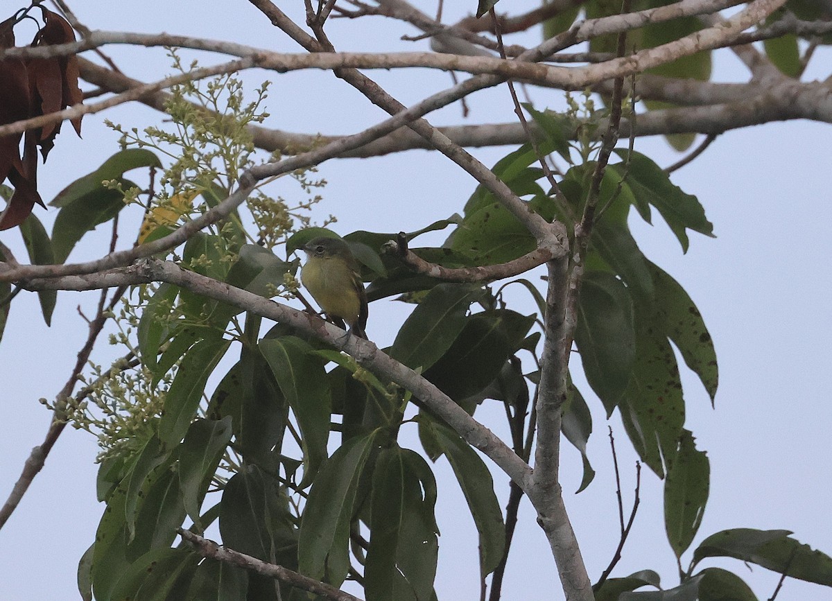 Yellow-winged Flatbill - ML645922434