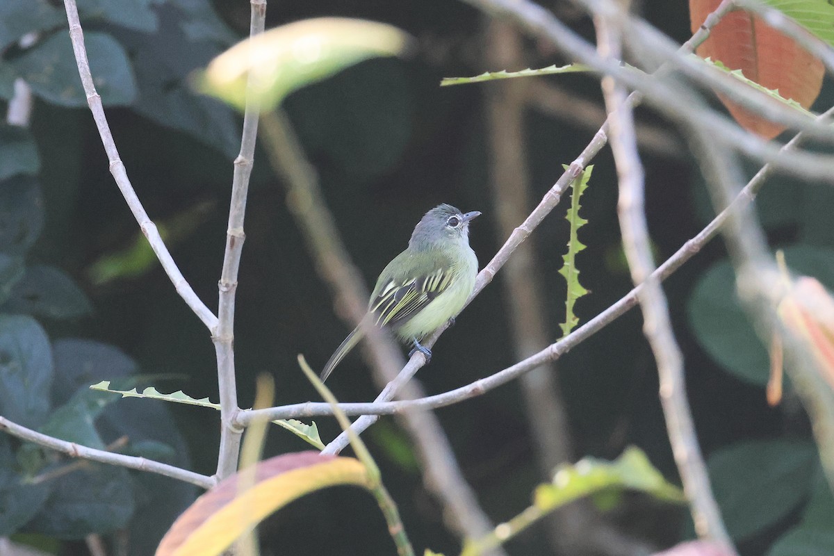 Yellow-winged Flatbill - ML645922435