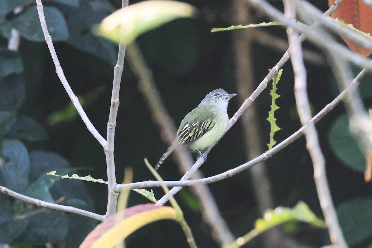 Yellow-winged Flatbill - ML645922436