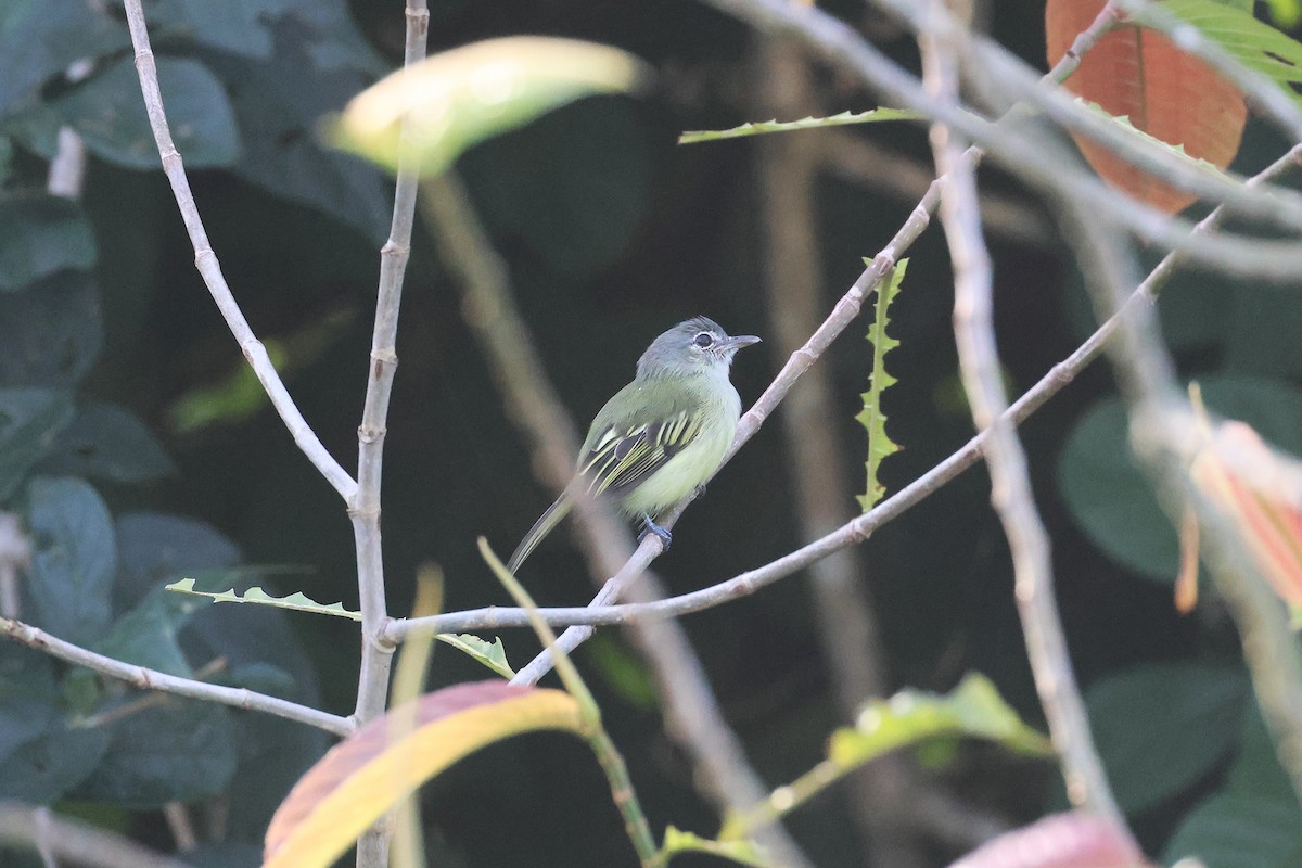 Yellow-winged Flatbill - ML645922437