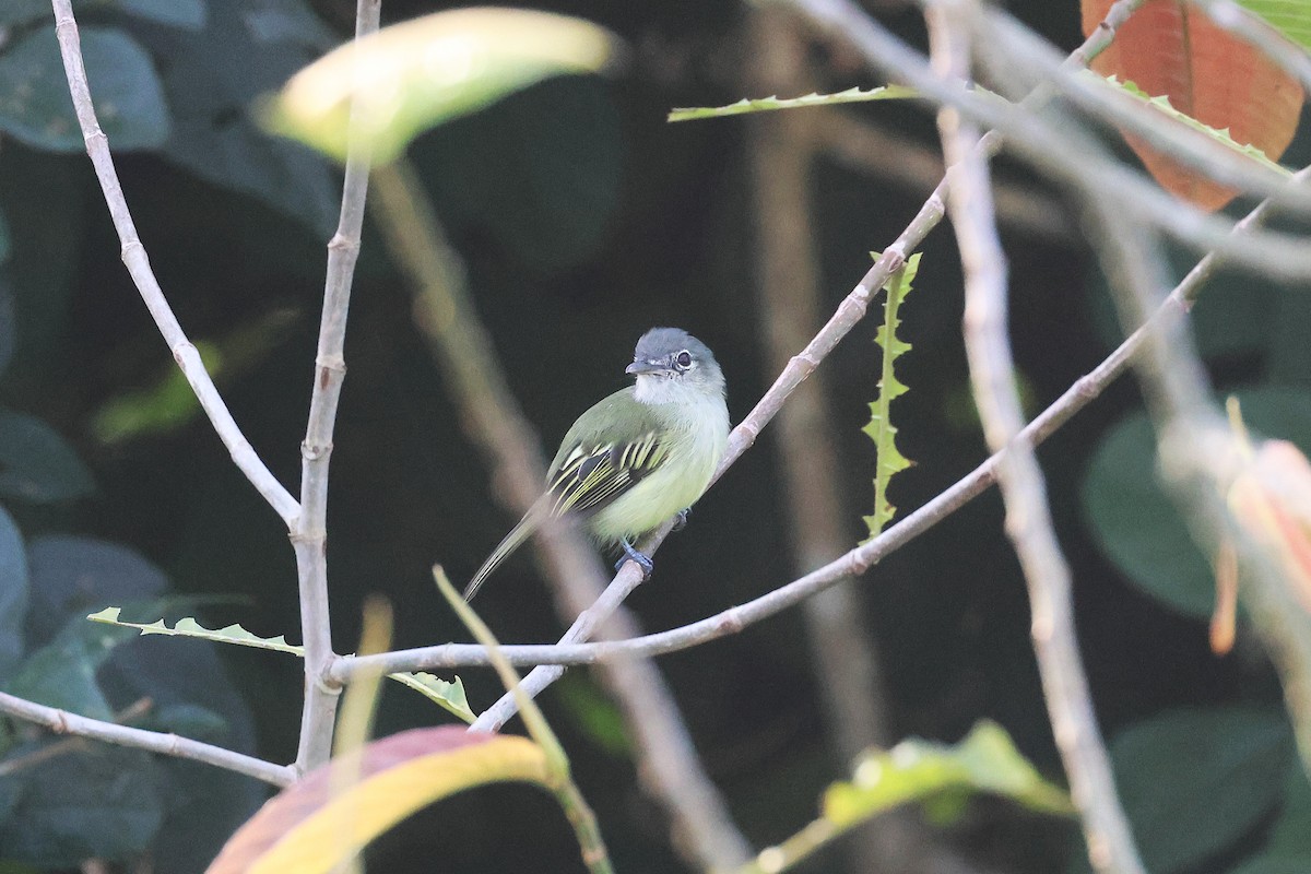 Yellow-winged Flatbill - ML645922438