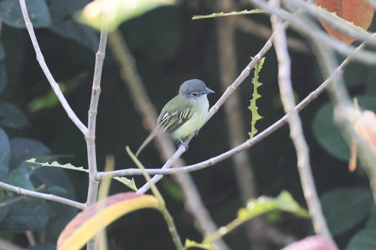 Yellow-winged Flatbill - ML645922439