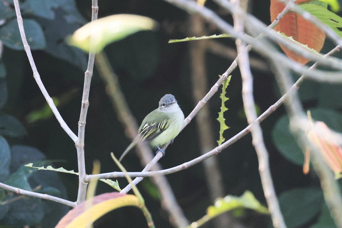 Yellow-winged Flatbill - ML645922440