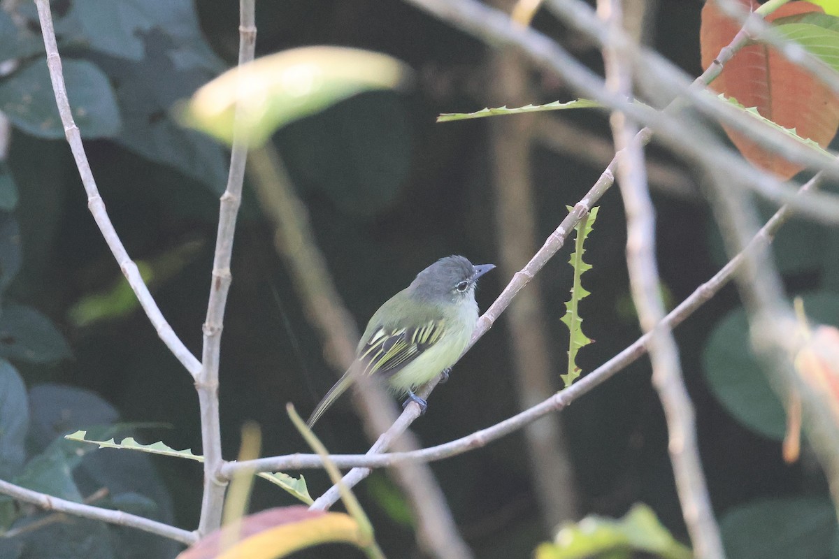 Yellow-winged Flatbill - ML645922441