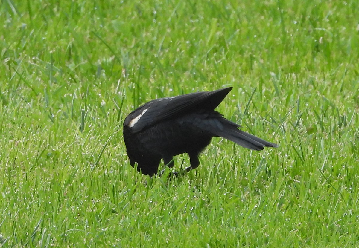 Sargento Tricolor - ML645922449