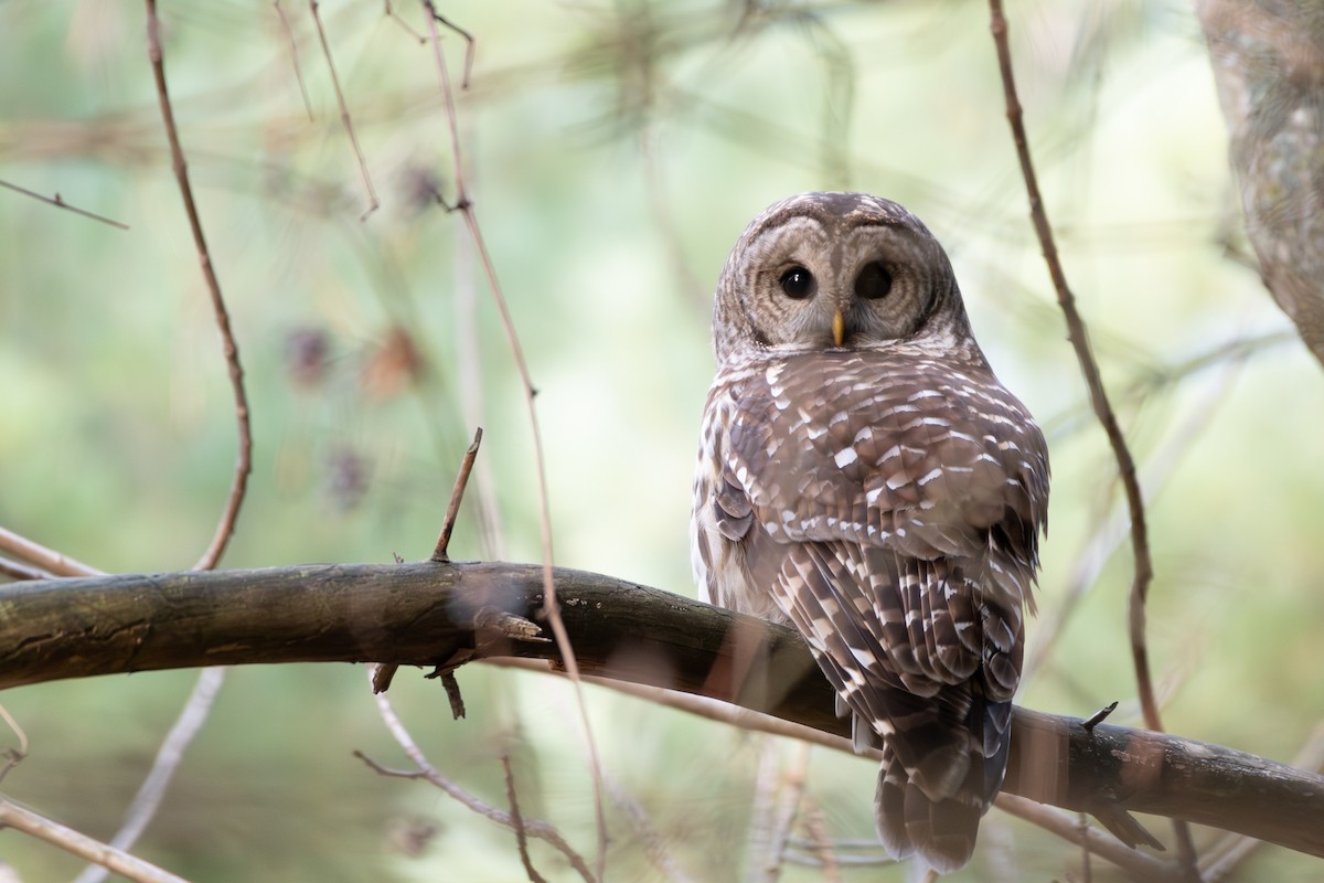 Barred Owl - ML645922453