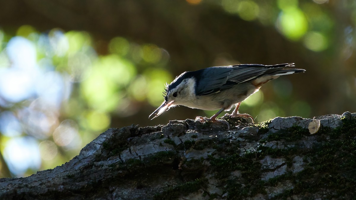 White-breasted Nuthatch - ML645922455
