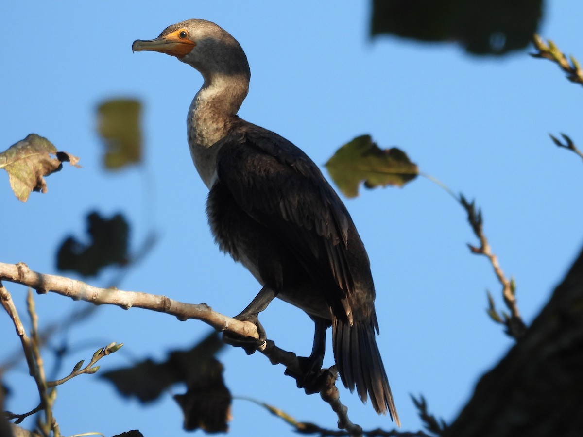 Double-crested Cormorant - ML645922457